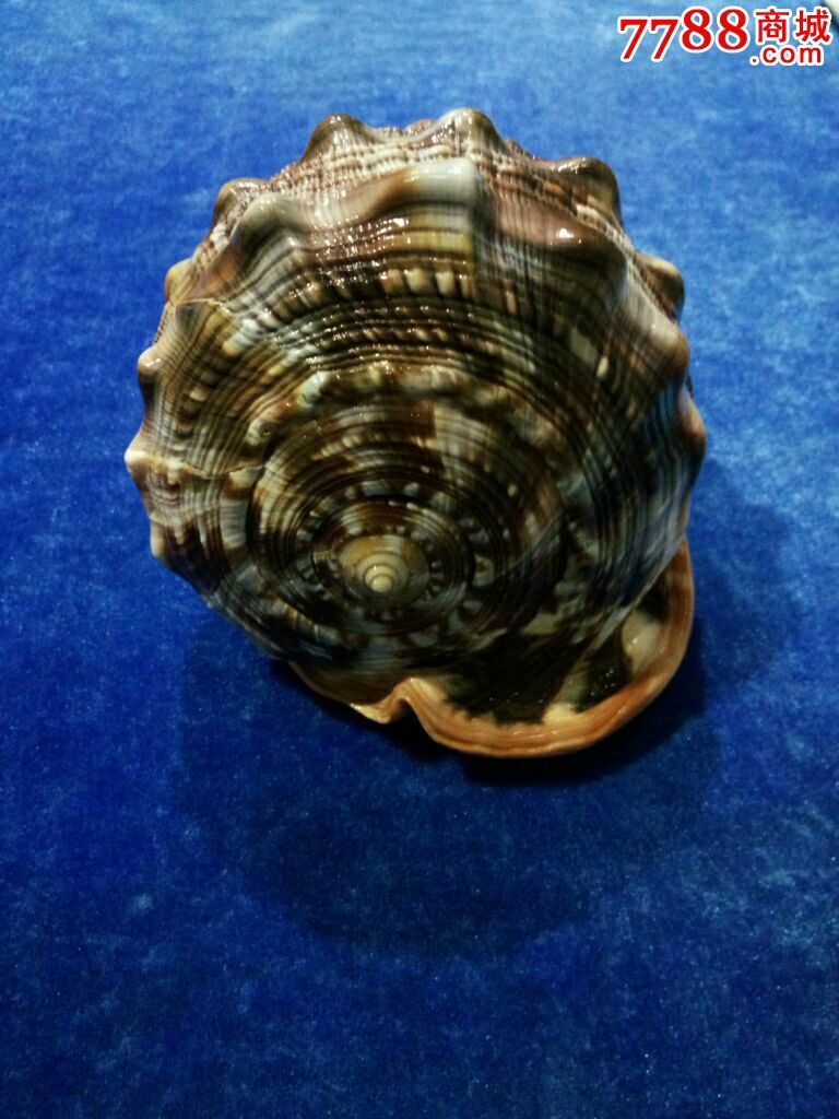 四大名螺之3万宝螺