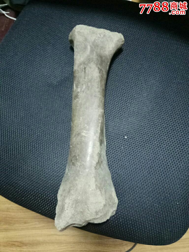 长37厘米化石大骨头