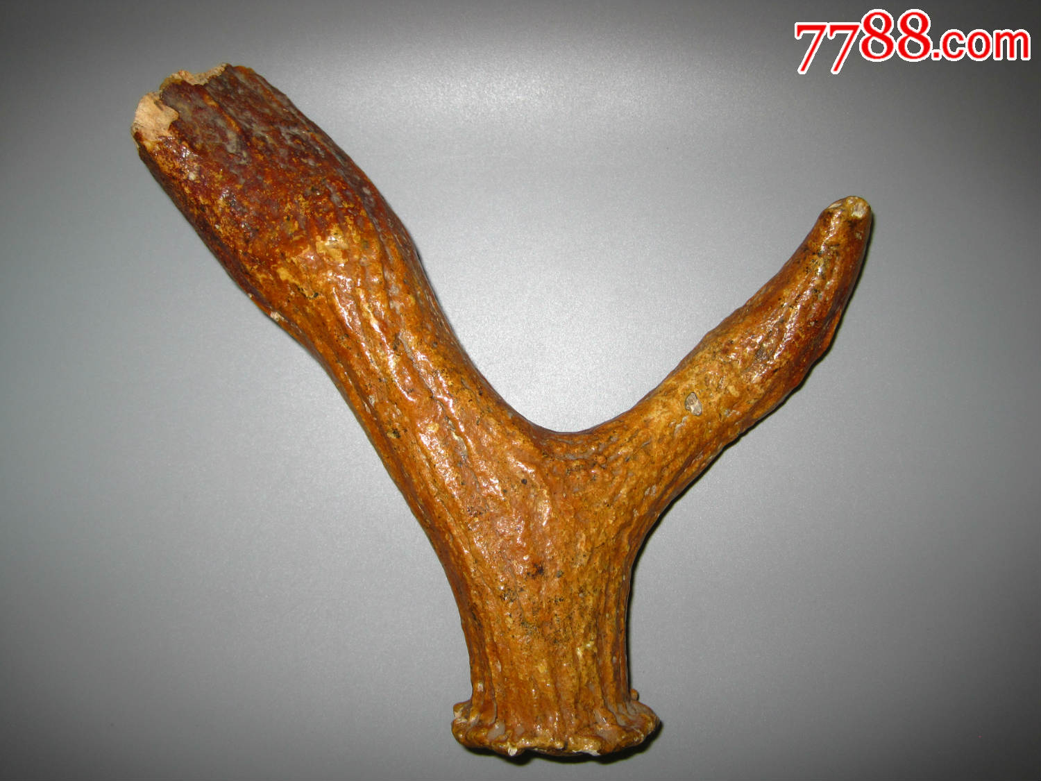 漂亮的出土老鹿角