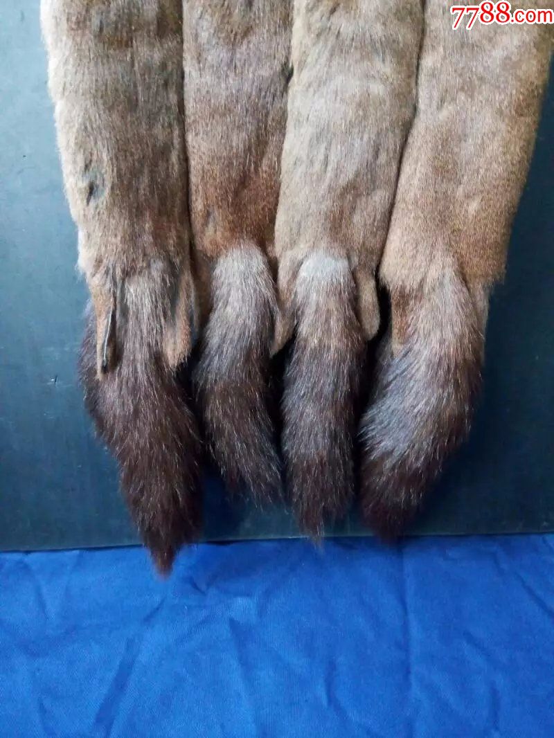 松鼠毛皮披肩,围脖,毛皮,老皮草,老裘皮.