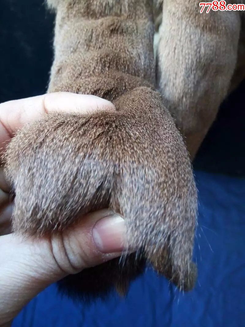 松鼠毛皮披肩,围脖,毛皮,老皮草,老裘皮.