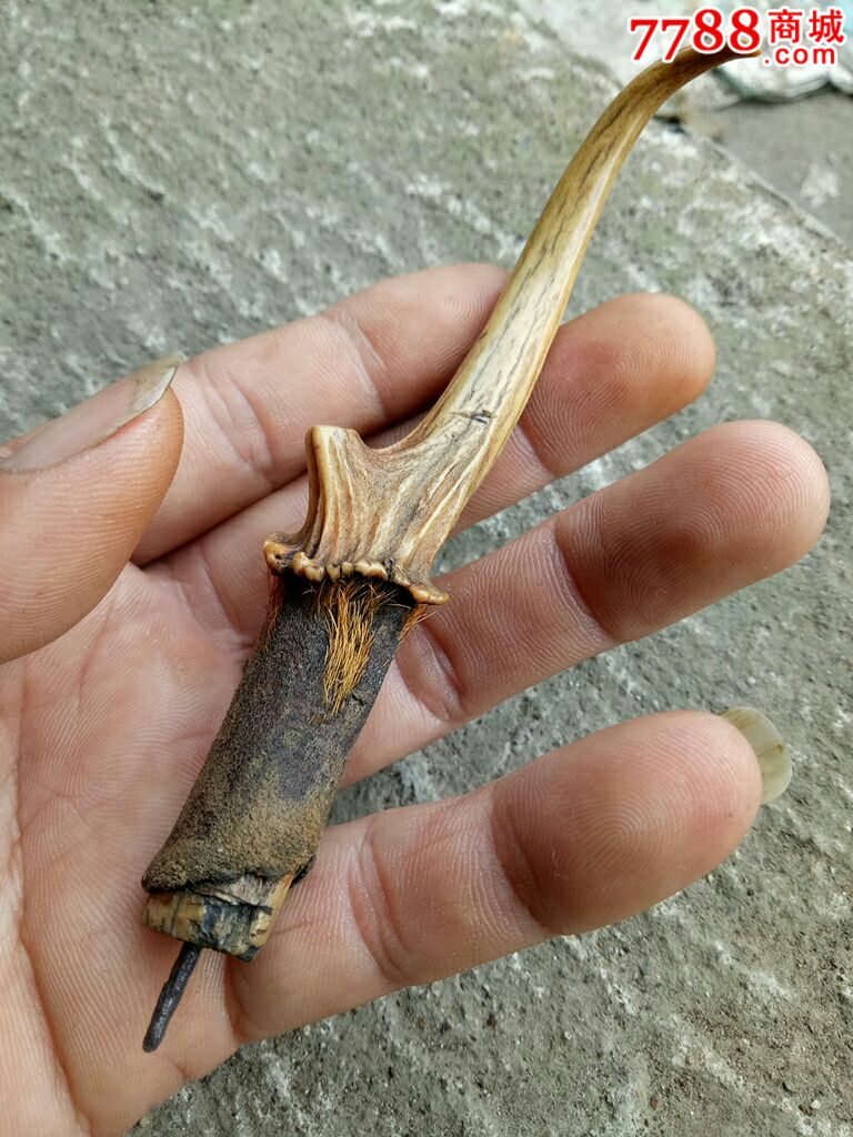 老麂子角