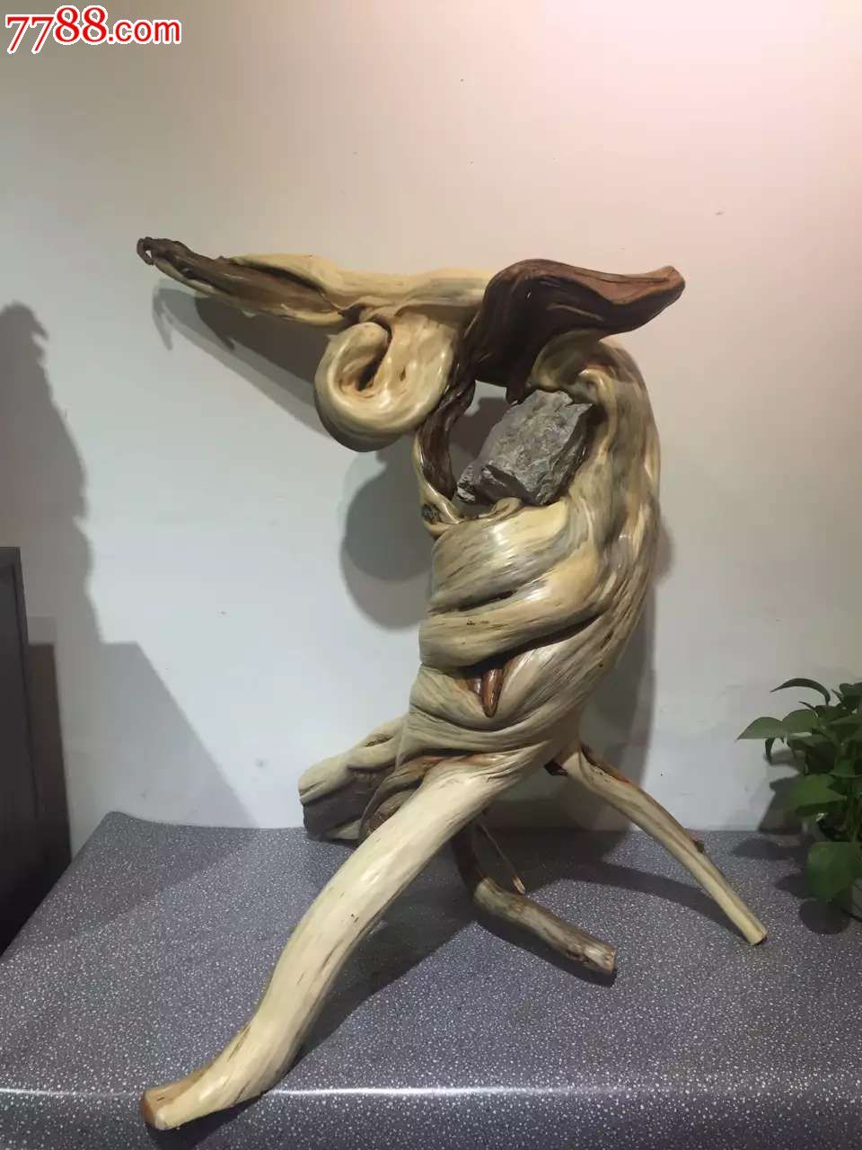 崖柏仙人指路天然双色