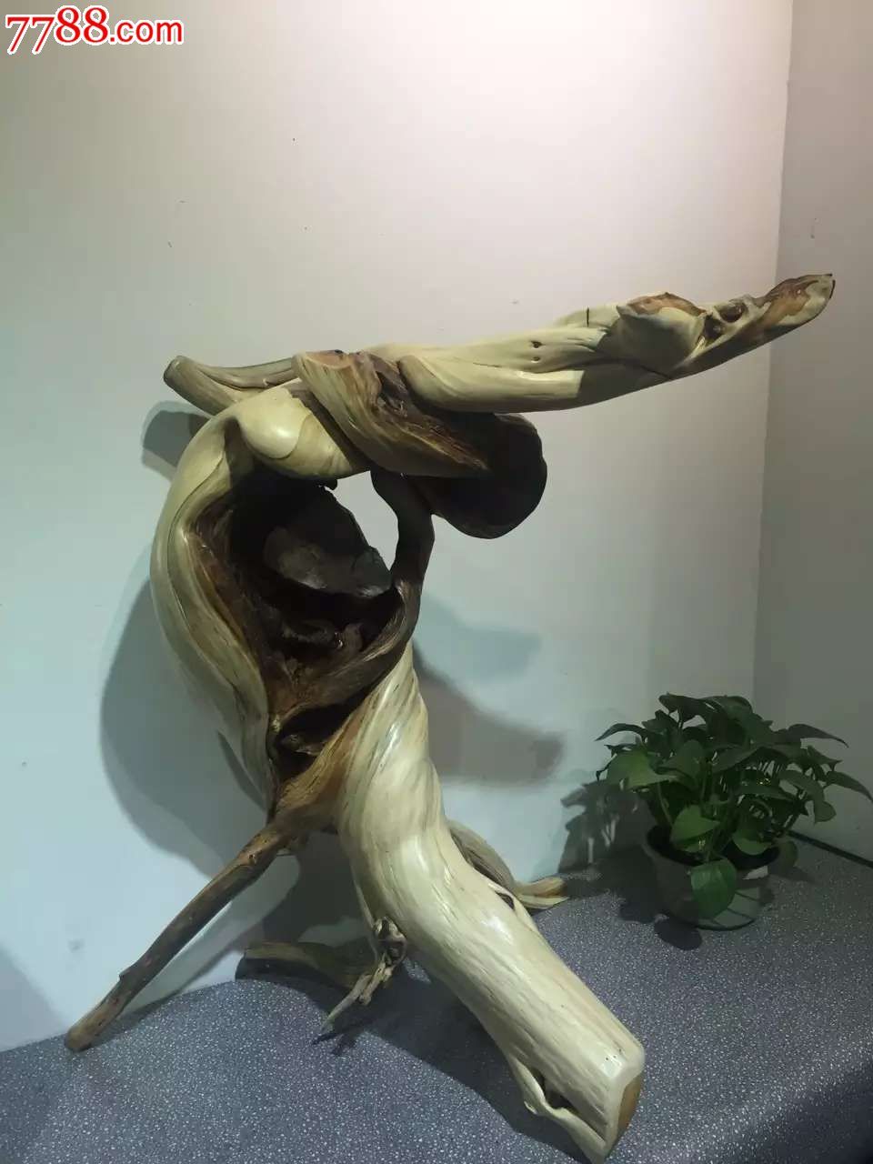 崖柏仙人指路天然双色