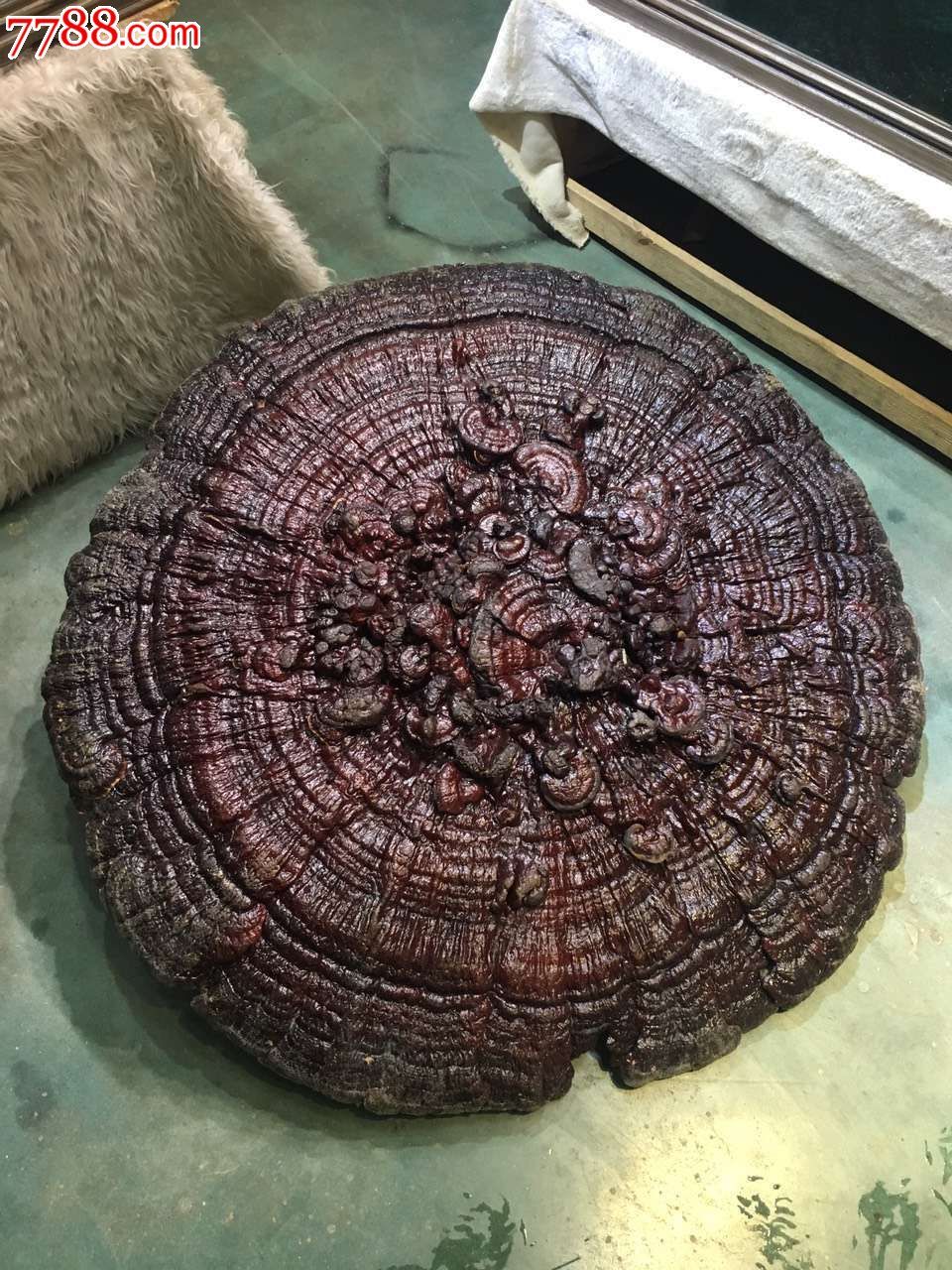 一米一直径天然大灵芝