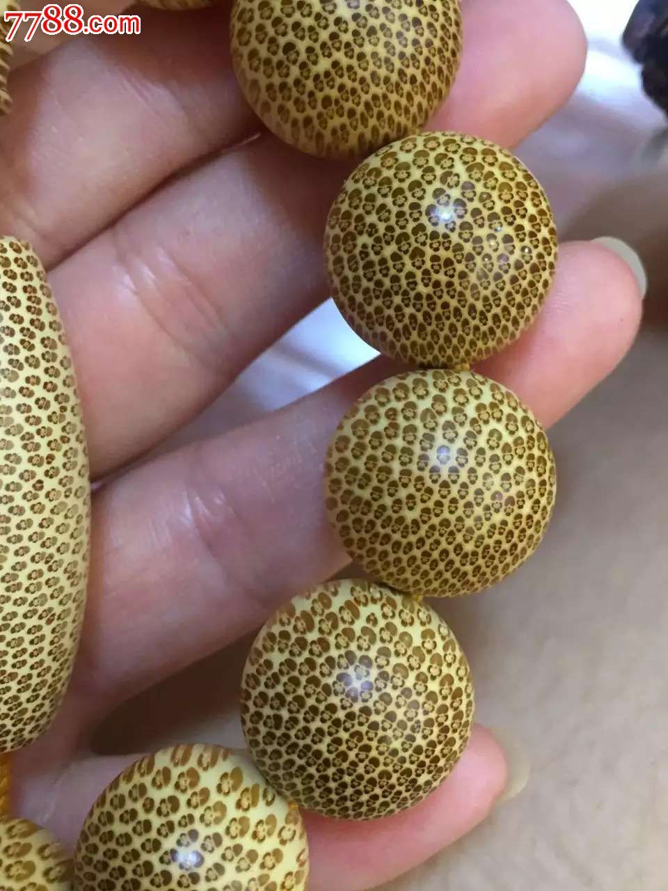 顶级血金丝竹18爆款