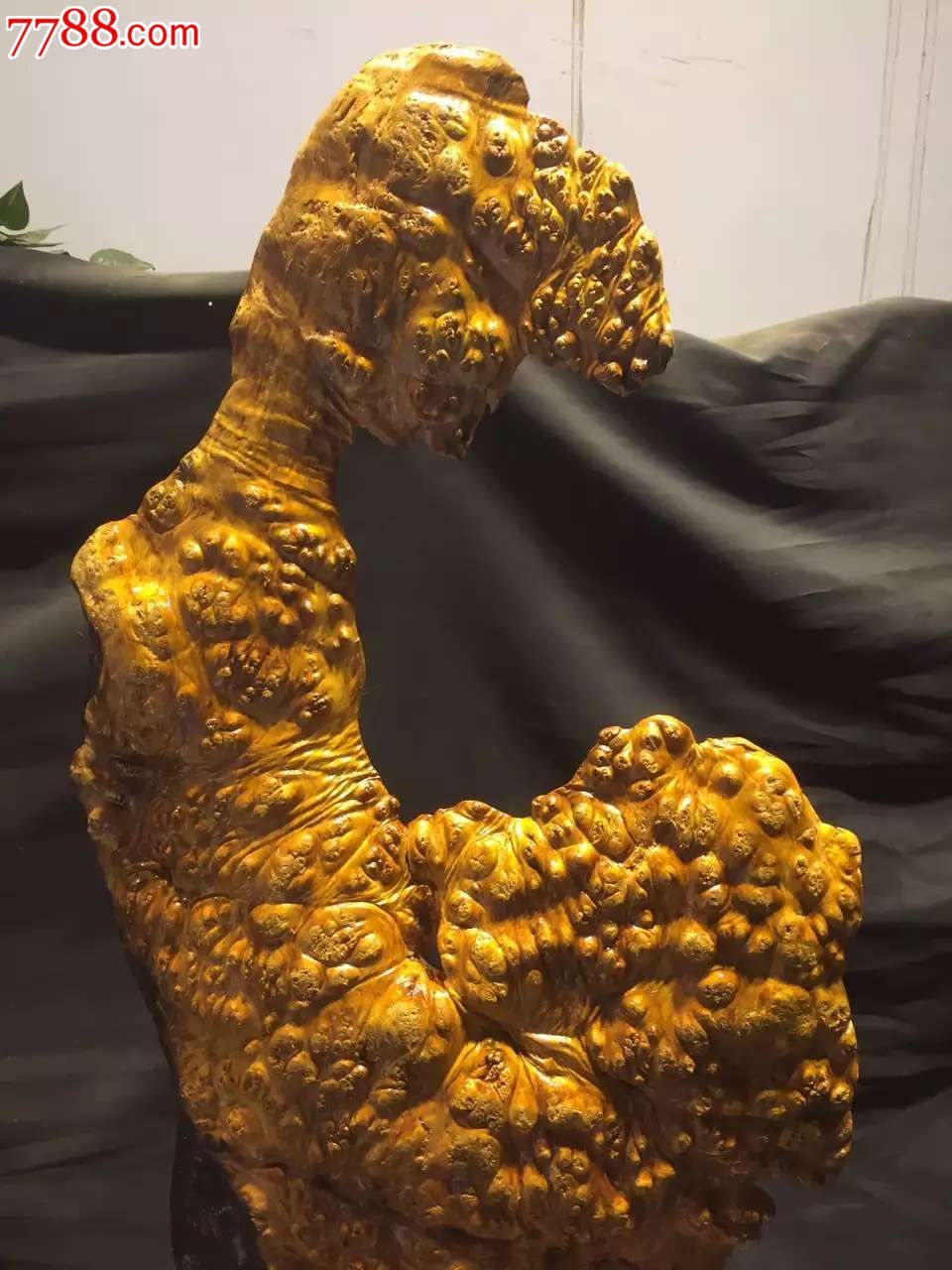 极品缅甸黄金樟大摆件