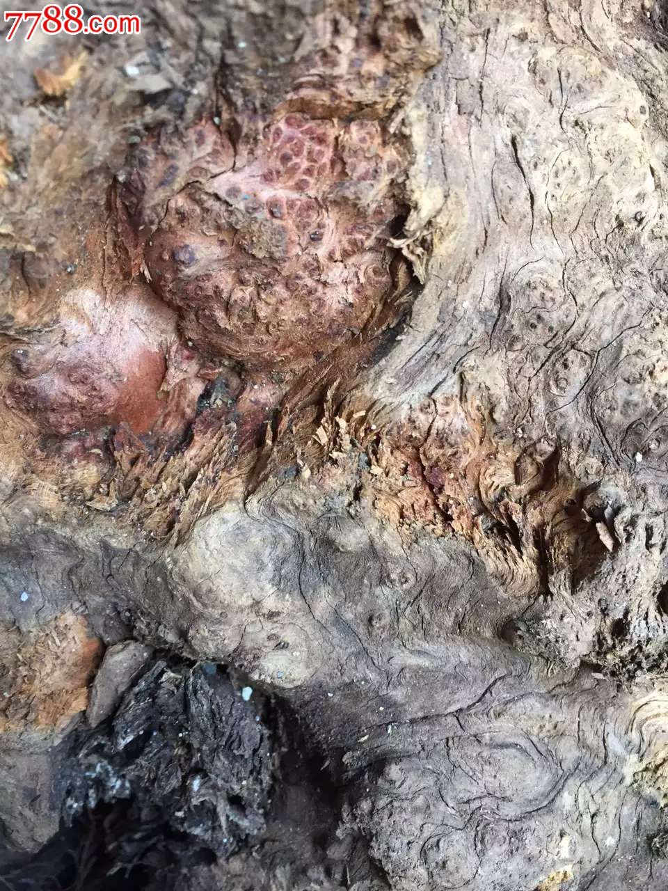 藏柏材料树瘤精品多需