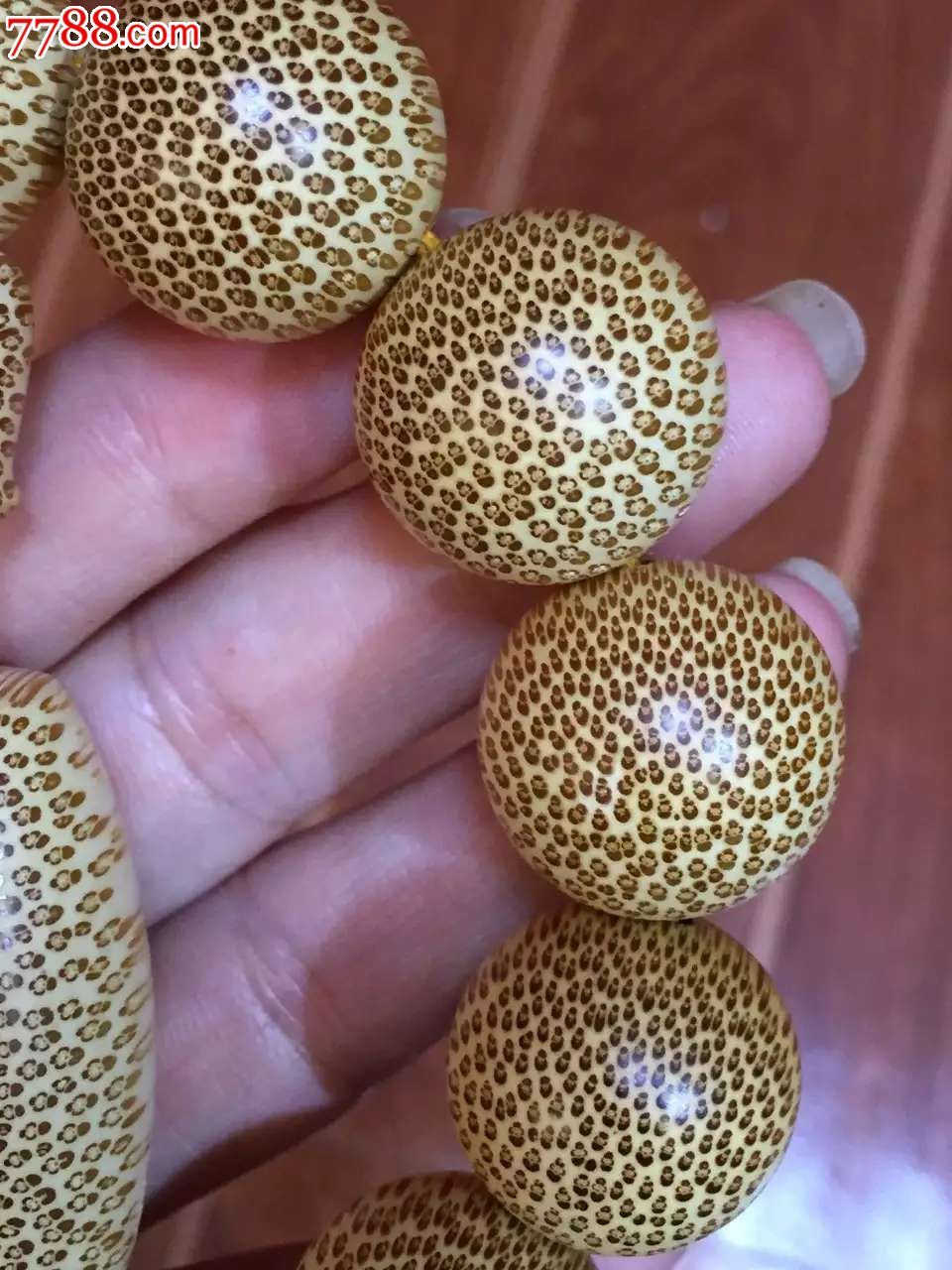 正宗血金丝竹极品双面