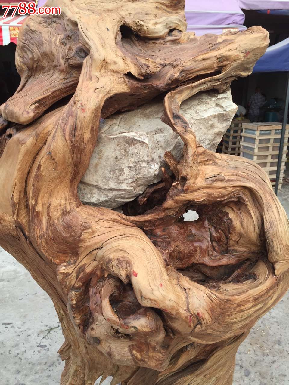 崖柏造型料根抱石石来