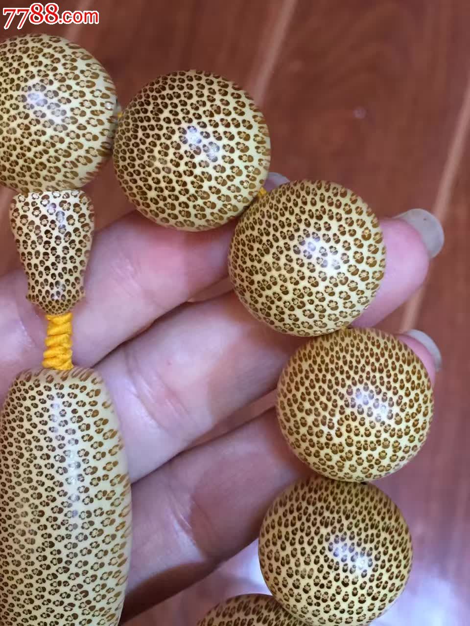 正宗血金丝竹极品双面