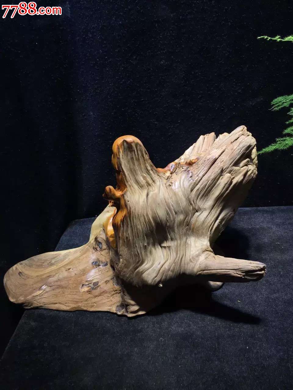 太行崖柏老茬头干净油