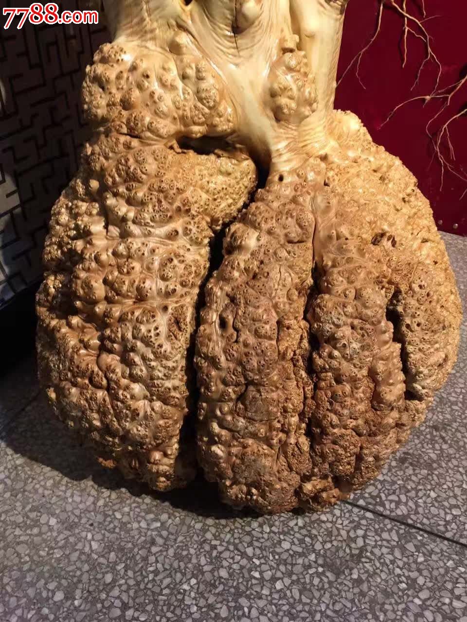 西北神木沙枣木满榴花