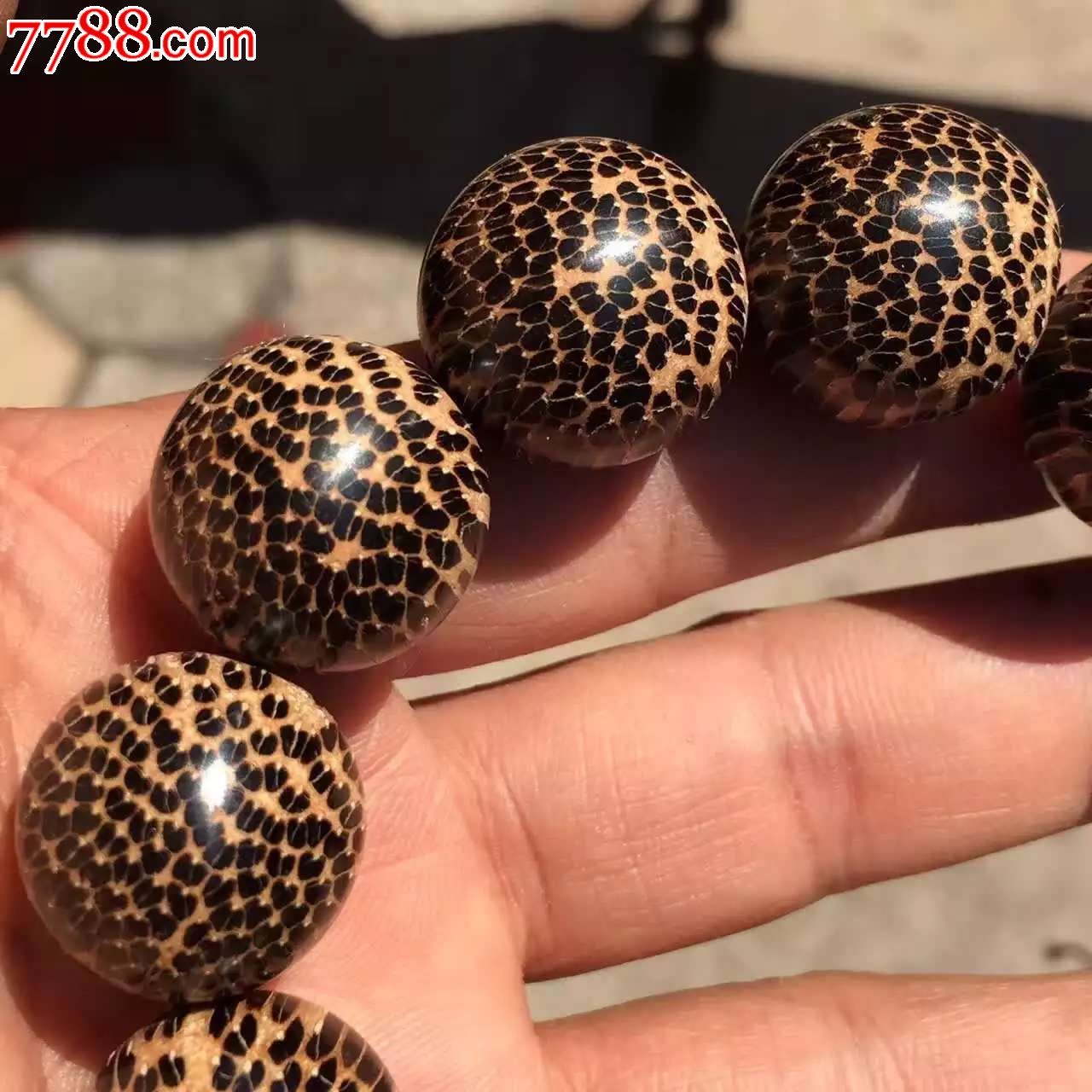 蛇鳞木鳞片爆满霸气凌-其他手串/佛珠-7788收藏