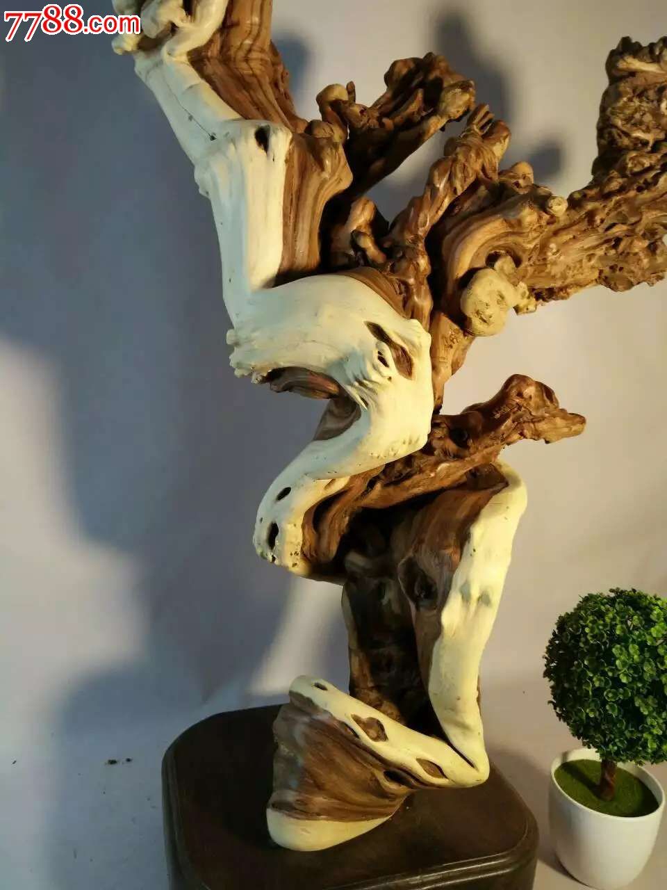 精品红霸王根迎客松寓,其他根雕/木雕_第6张_7788根雕