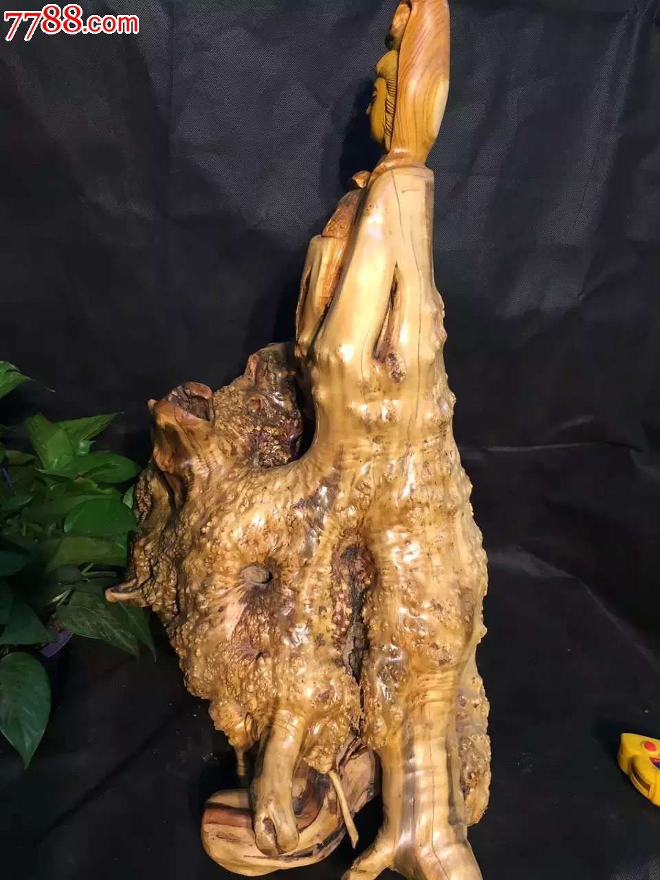 黄龙木满瘤大坨坨观音