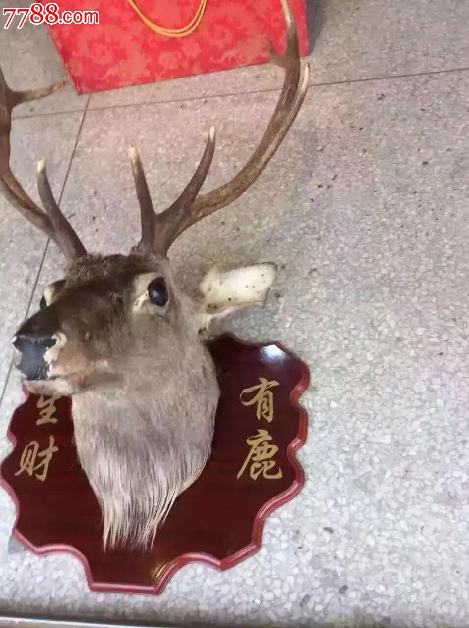 鹿头标本生财有路,其他根雕/木雕,其他根雕/木雕,其他木质,年代不详