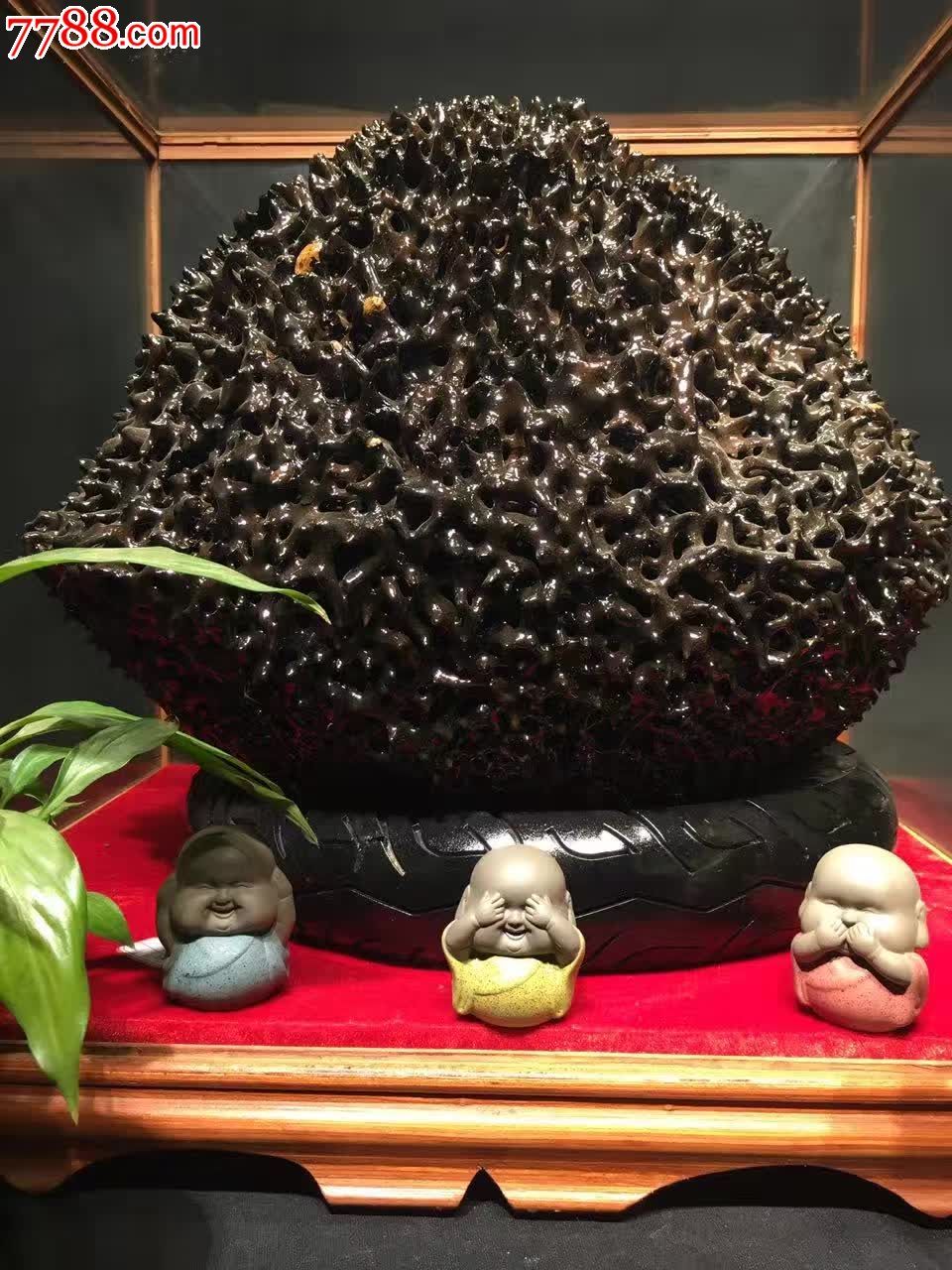路路通蚂蚁窝缅甸蚂蚁