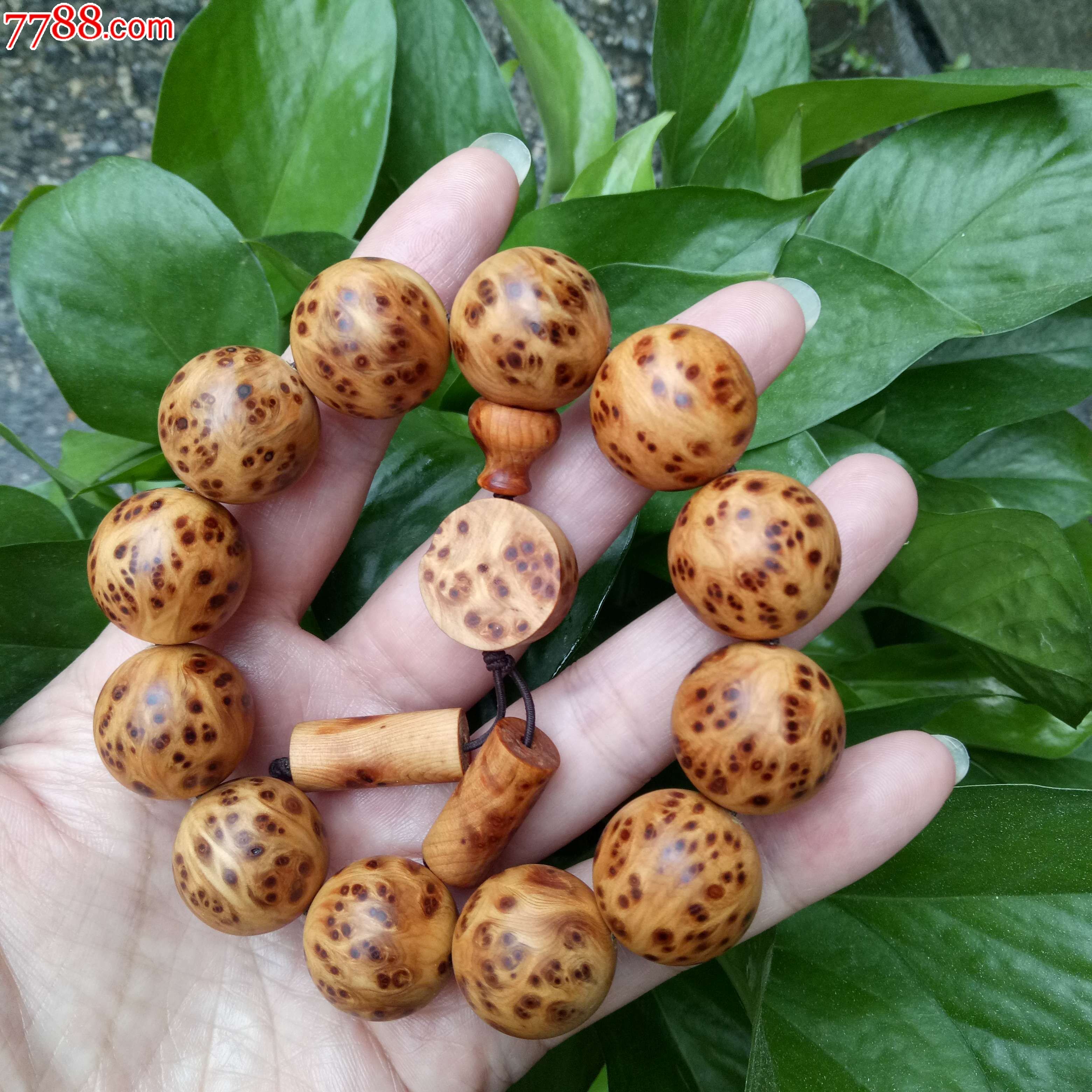 1号太行崖柏树头老料