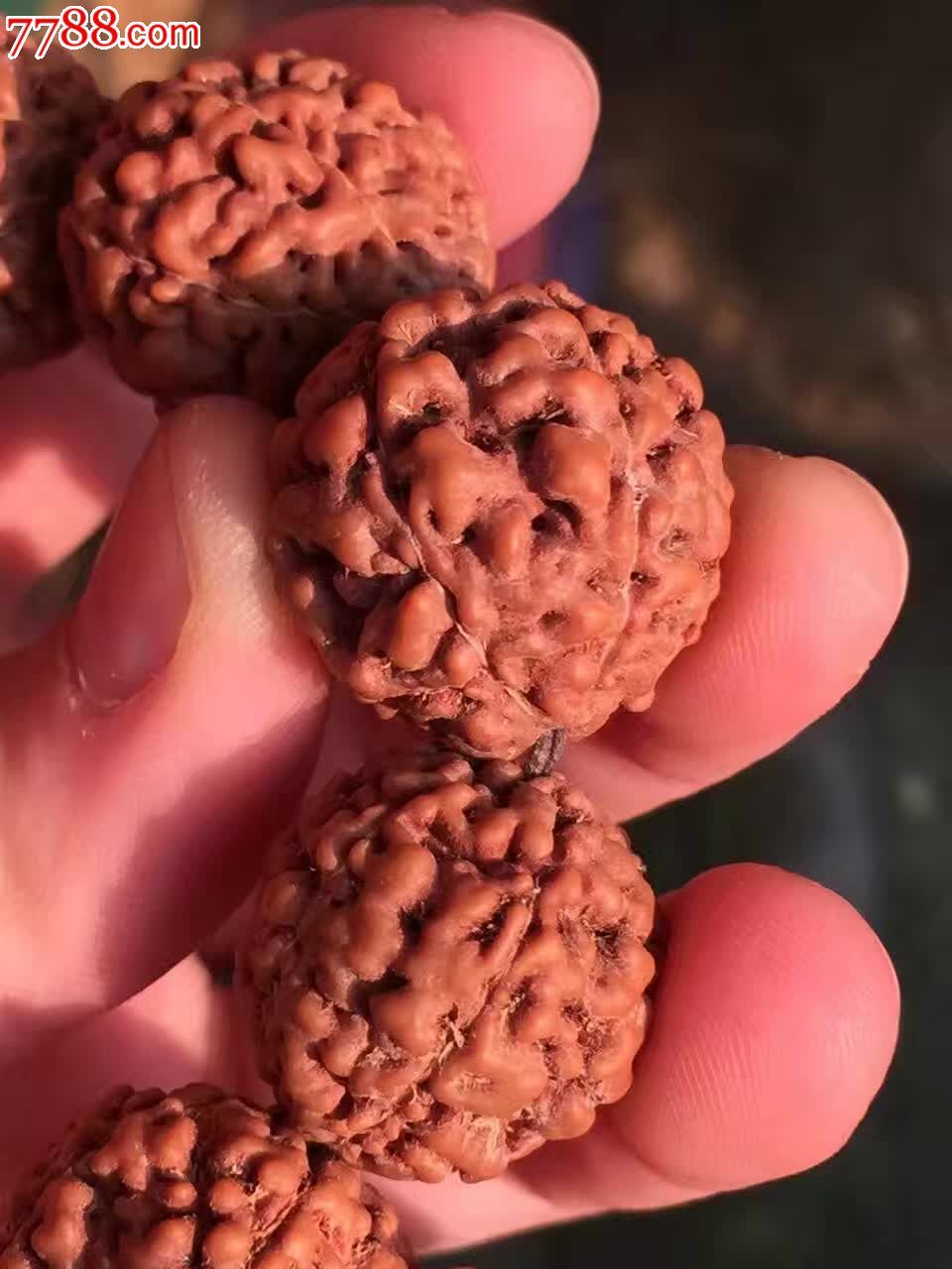 印尼六瓣白线脑纹金刚