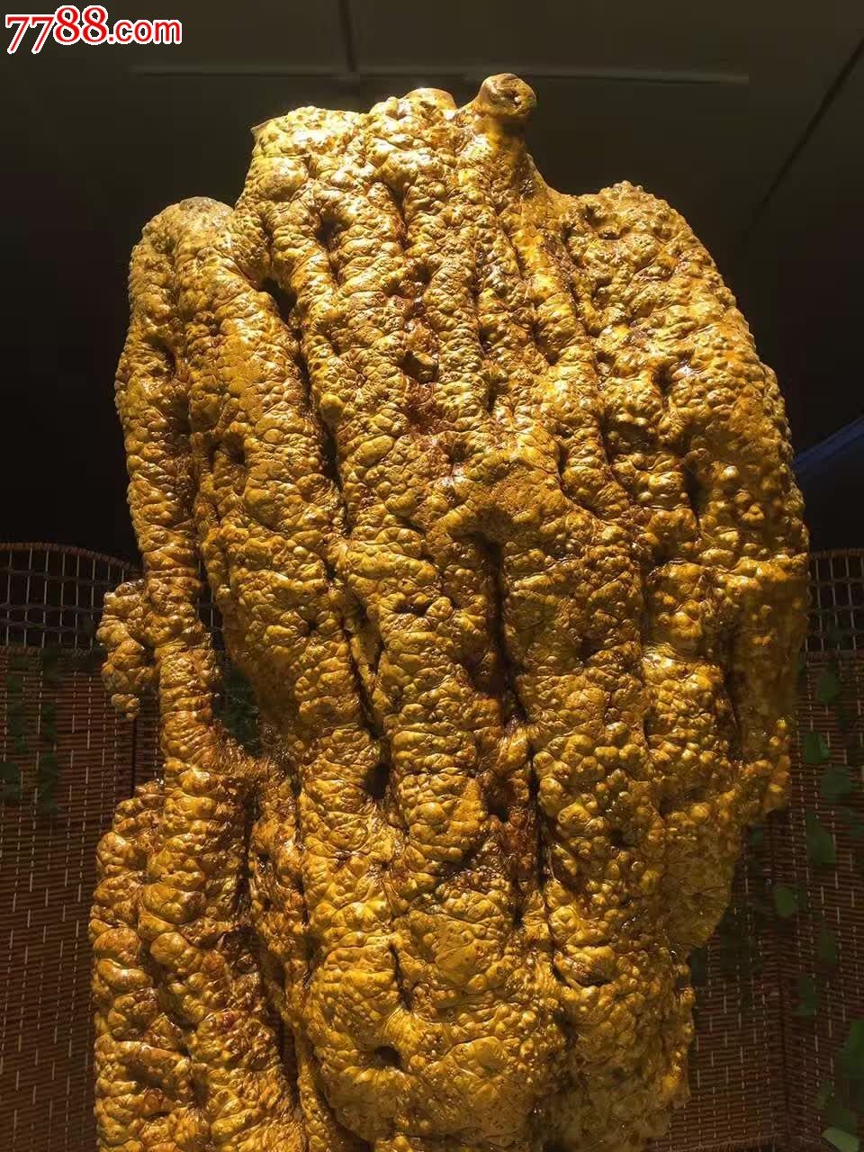 极品缅甸国宝黄金樟金