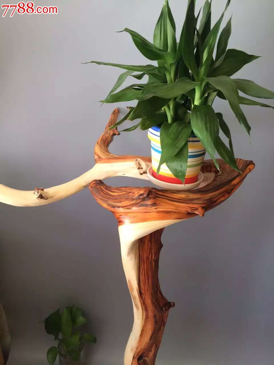 正宗太行虎皮纹双色料