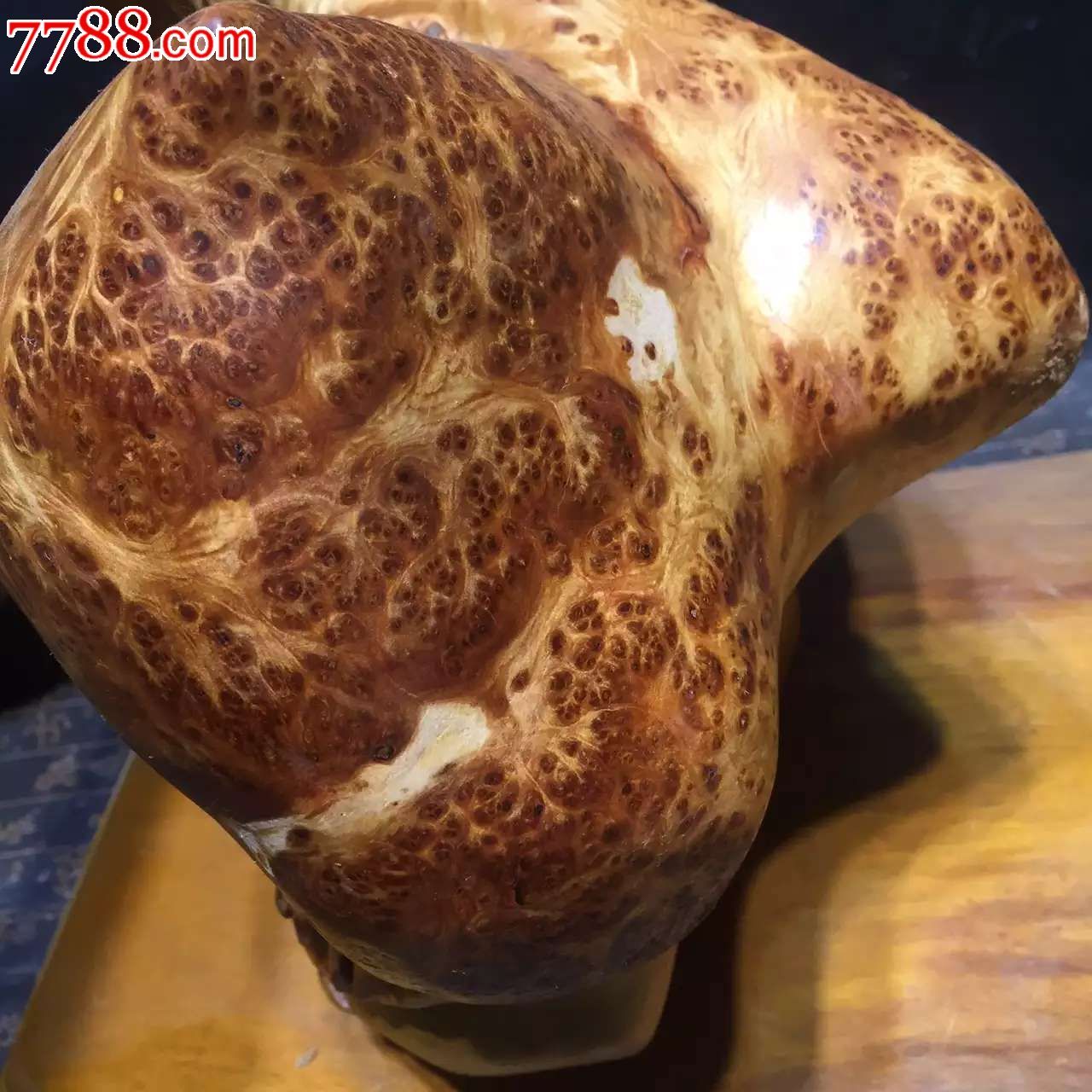 藏柏树瘤精品天降寿星