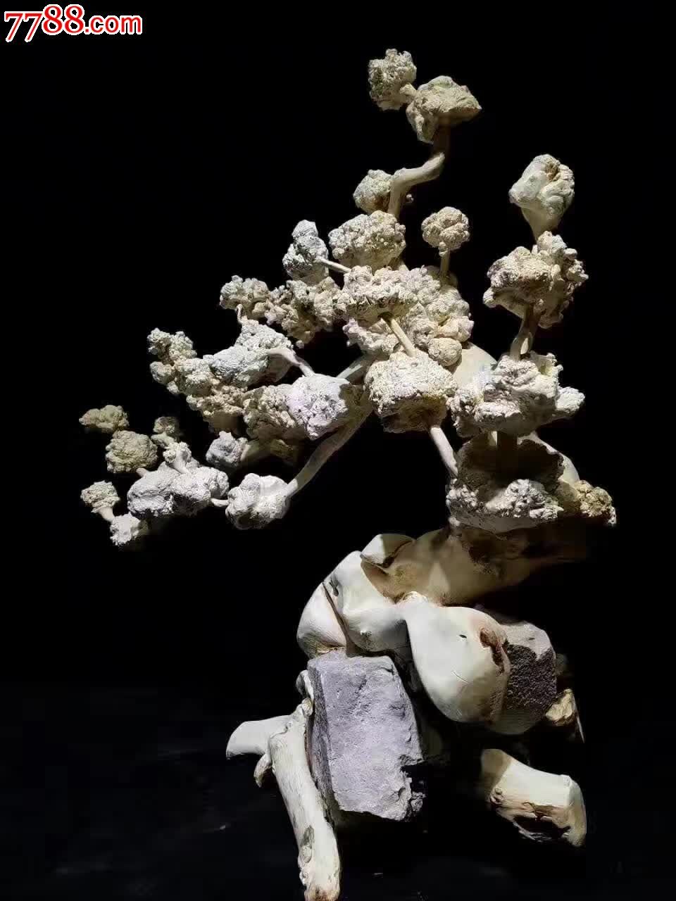 茶树瘤梅花摆件天然根