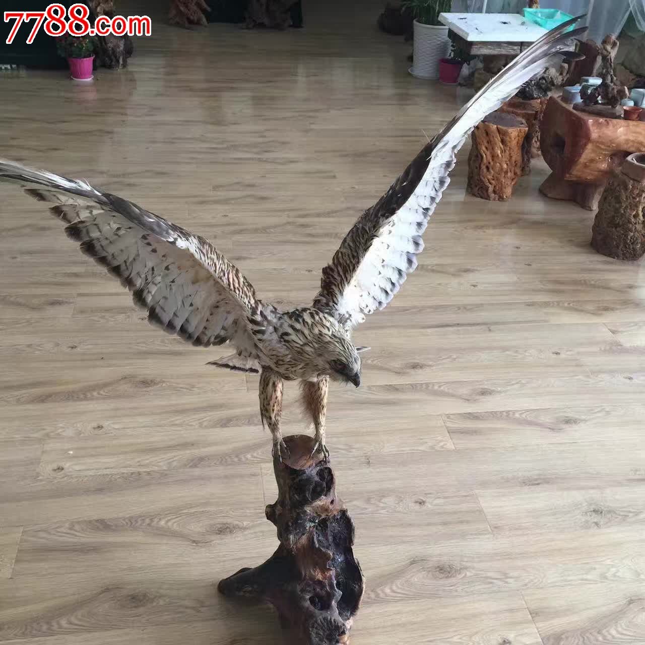 鹰标本大展鸿图双翅展