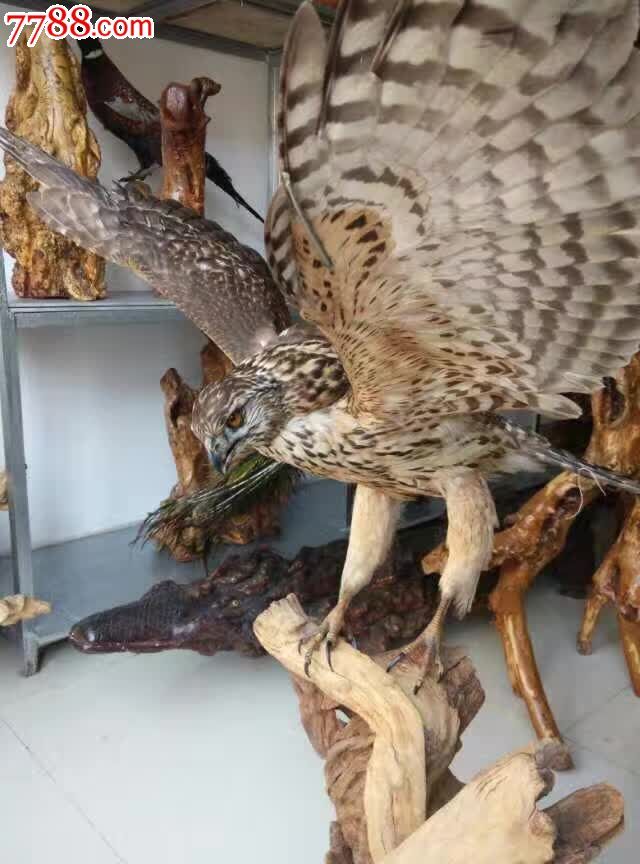 鹰标本大展鸿图双翅展