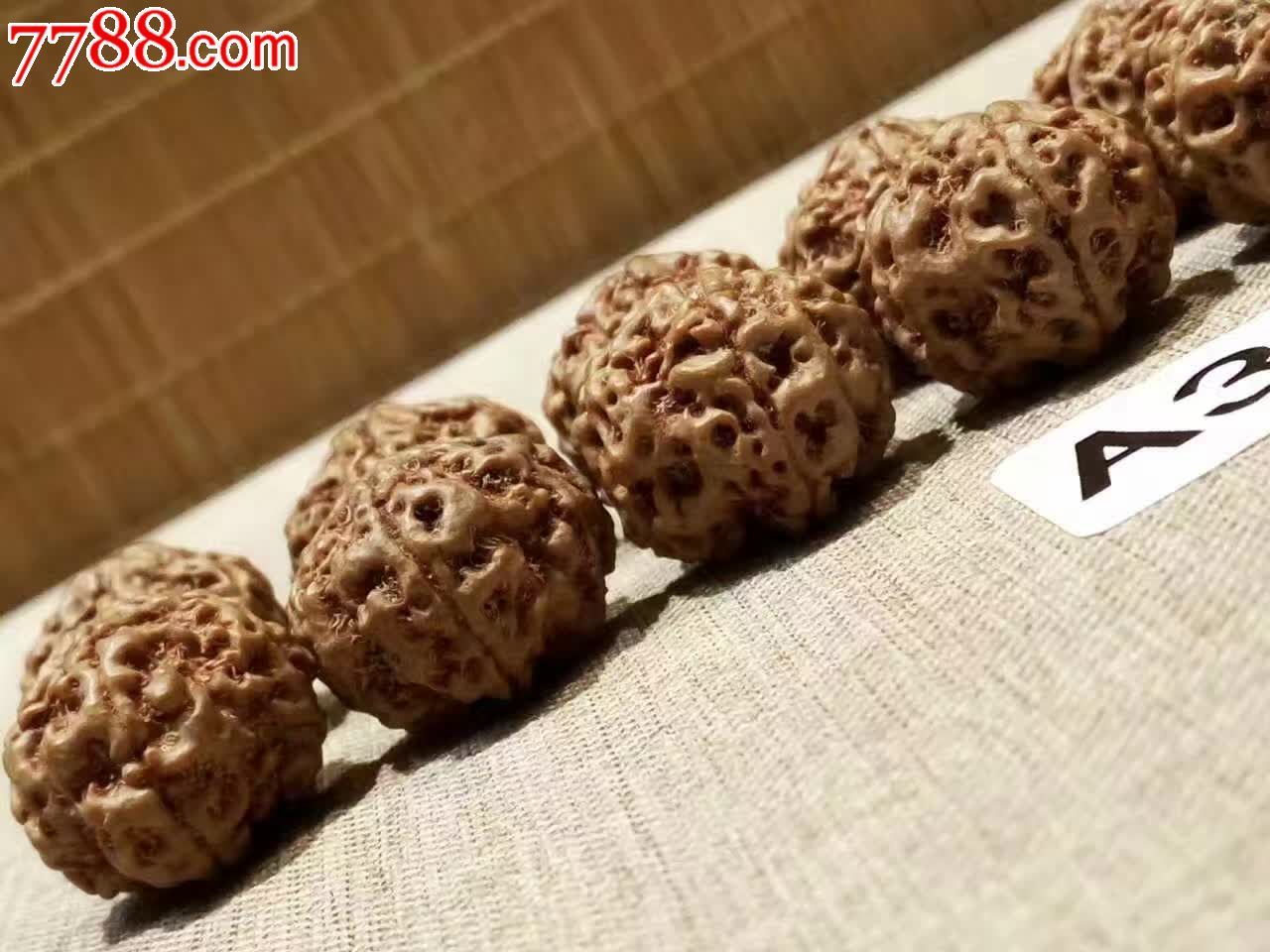 尼泊尔五瓣矮桩山铁子