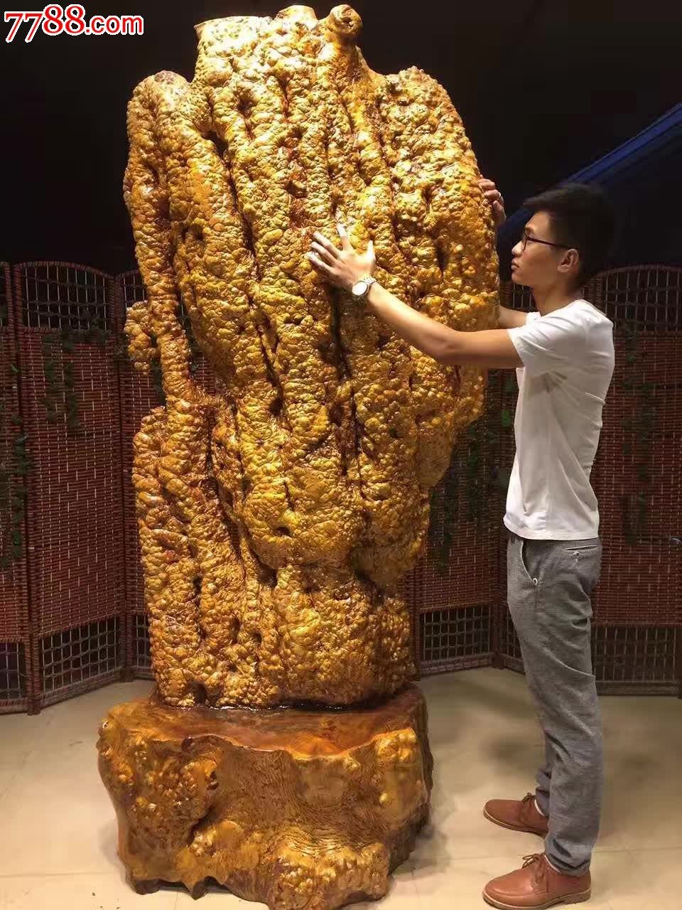 极品缅甸国宝黄金樟金