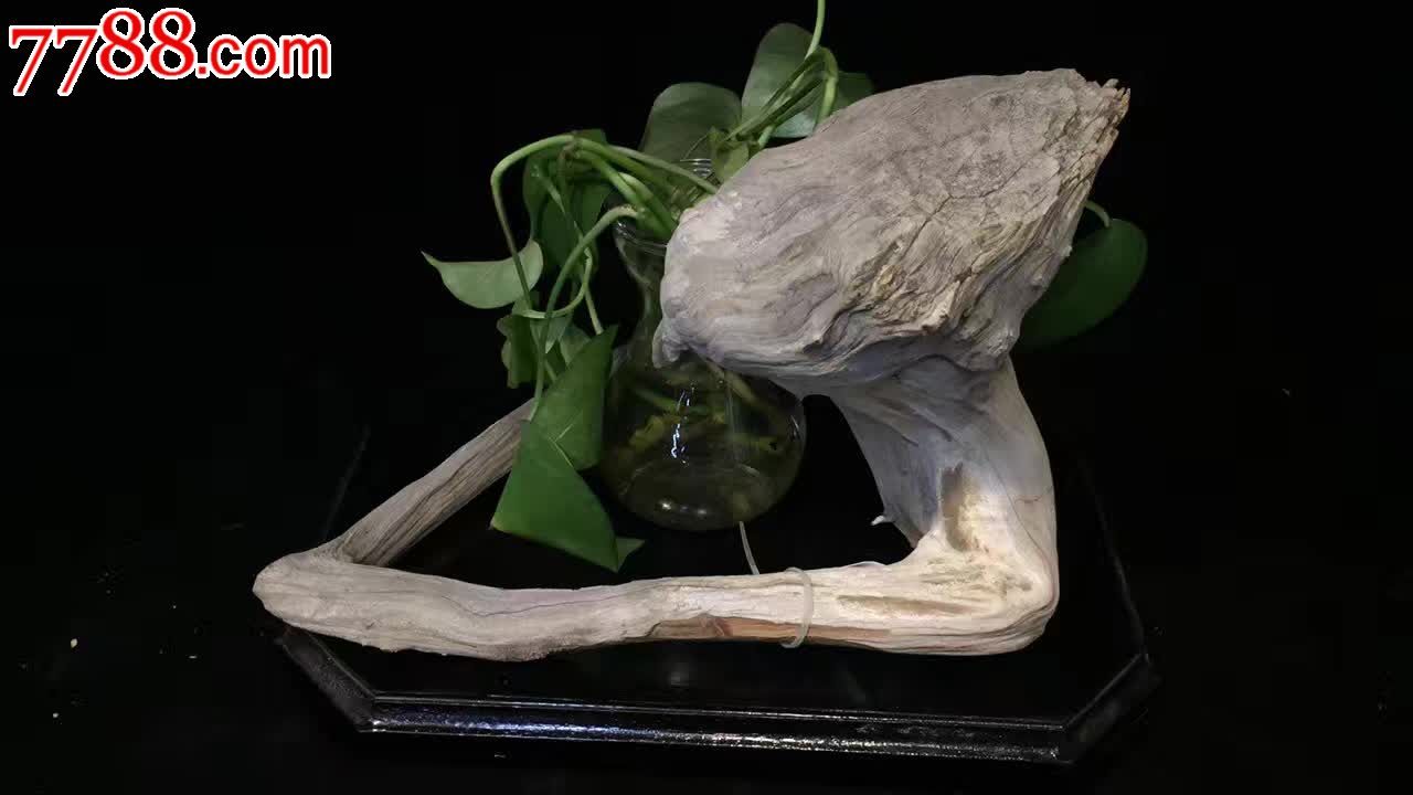 像形白*鱼鳞皮崖柏老