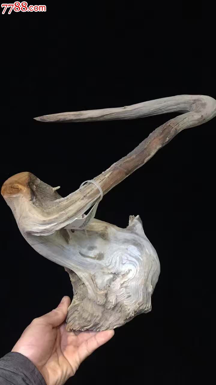 像形白*鱼鳞皮崖柏老