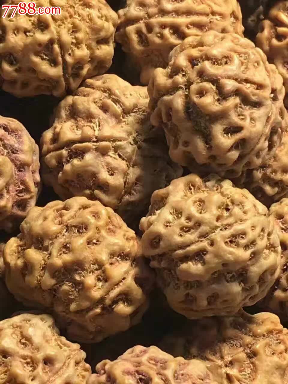 61尼泊尔5瓣山雪籽