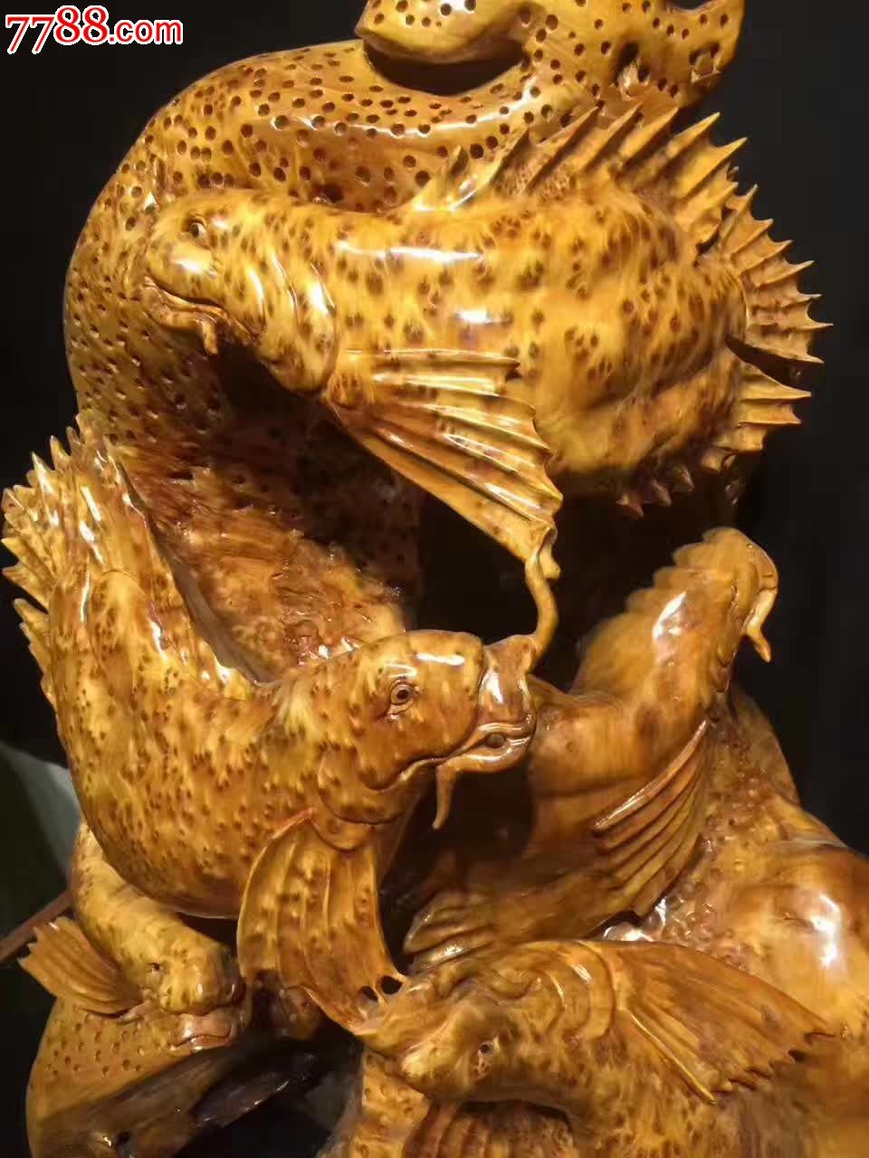 精品杉木瘤招财金龙鱼