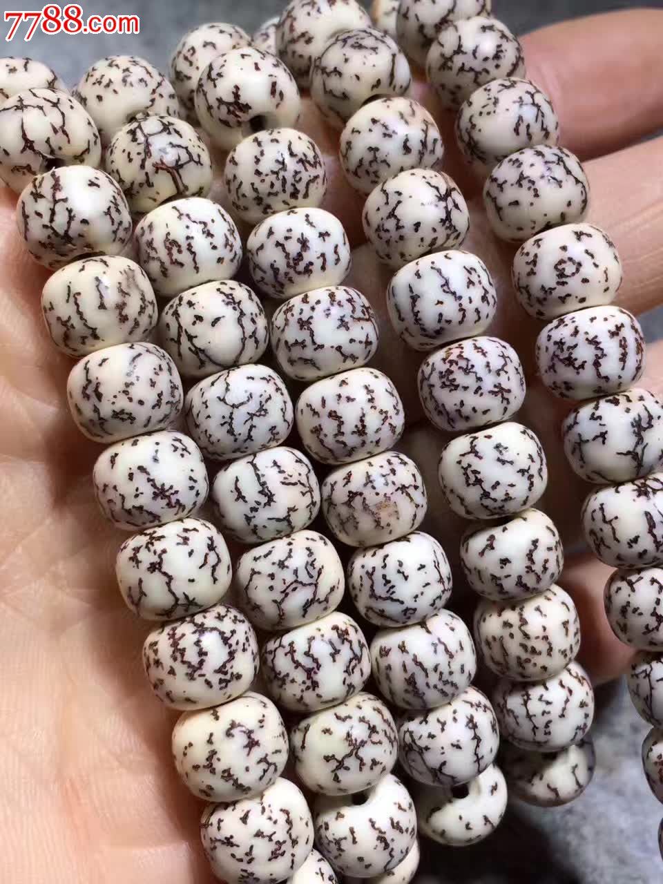 刚来的血丝菩提现货几