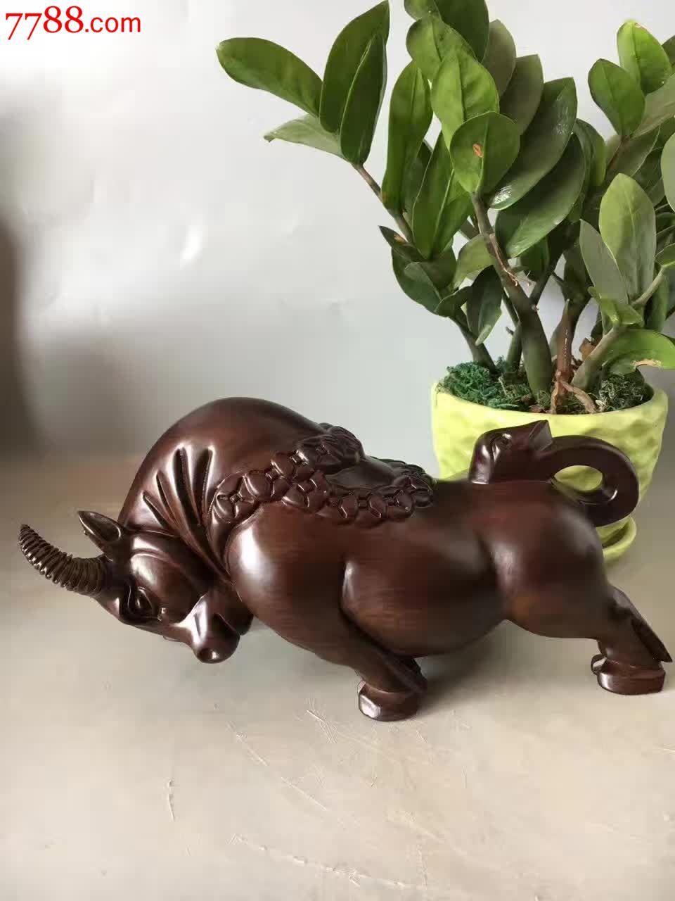 金钱牛又称斗牛一对牛