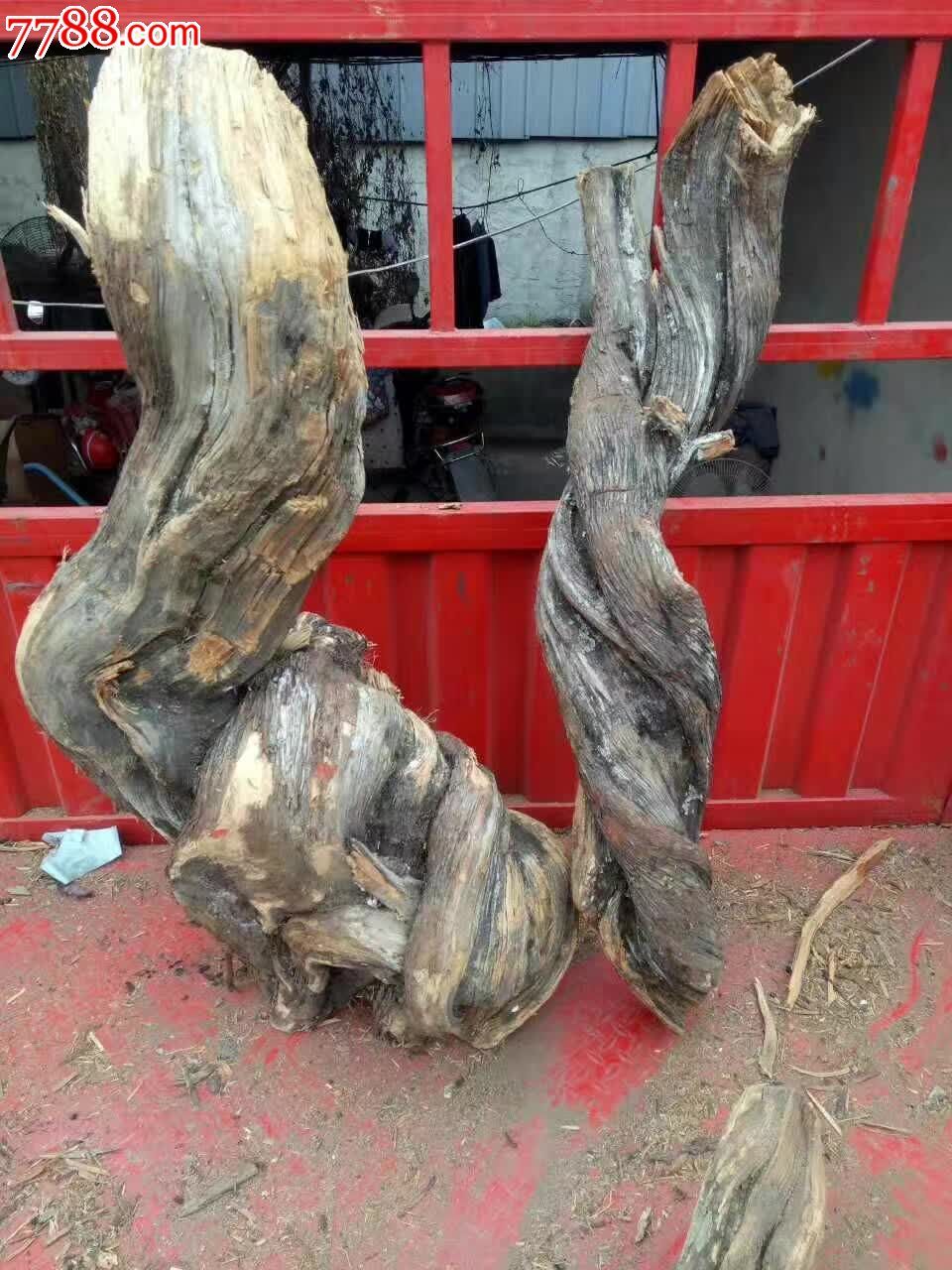 十几吨崖柏毛料后天到