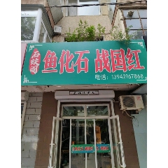 石蚨閣魚(yú)化石戰(zhàn)國(guó)紅_7788古玩